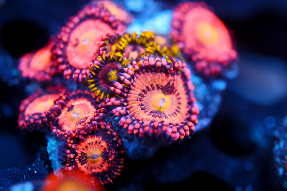 JF Crybaby + Crab Nebula Zoa