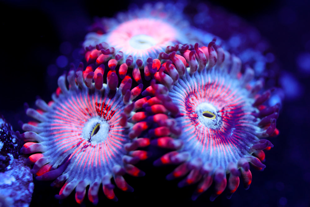 White Zombie Zoa