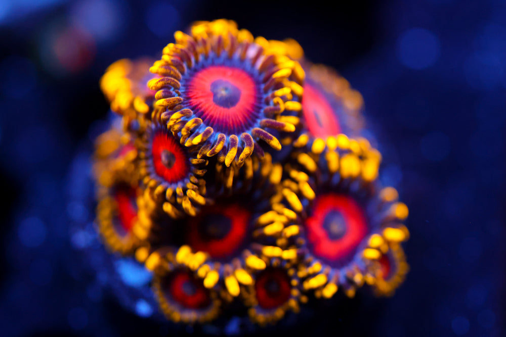 Eagle Eyes Zoa 1