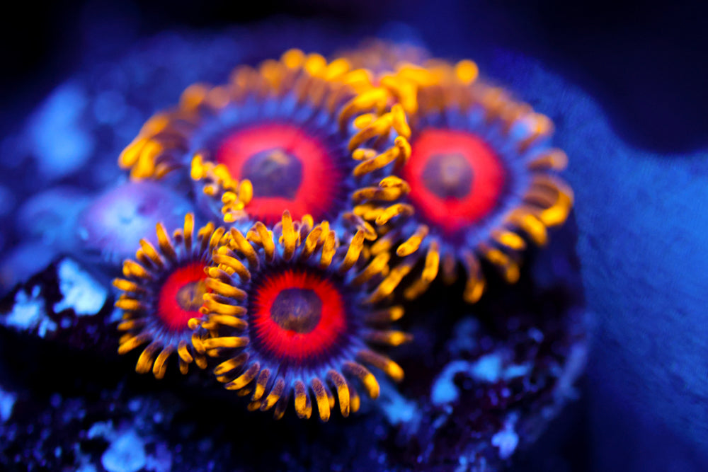 Eagle Eyes Zoa 2