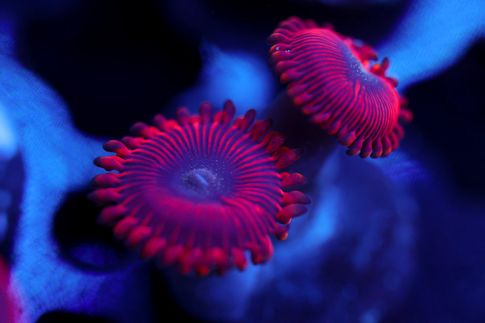 Redds Zoa 1