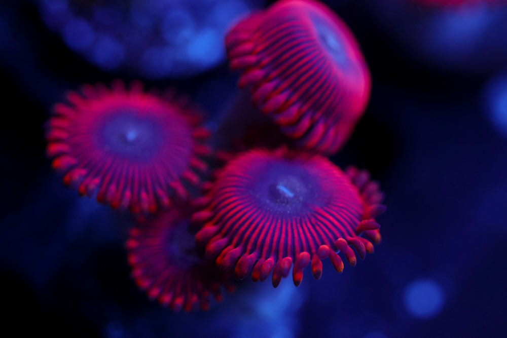 Redds Zoa 2