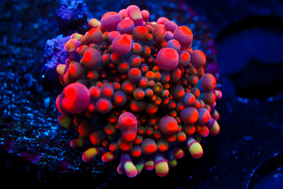 Animal Bean Bag Bounce Yuma