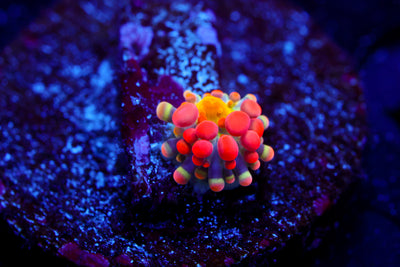 Baby Animal Bean Bag Bounce Yuma