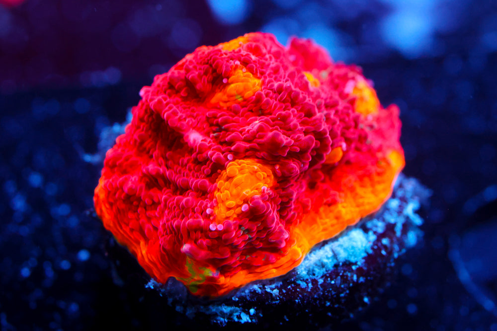 CB Flaming Bugatti Chalice 1