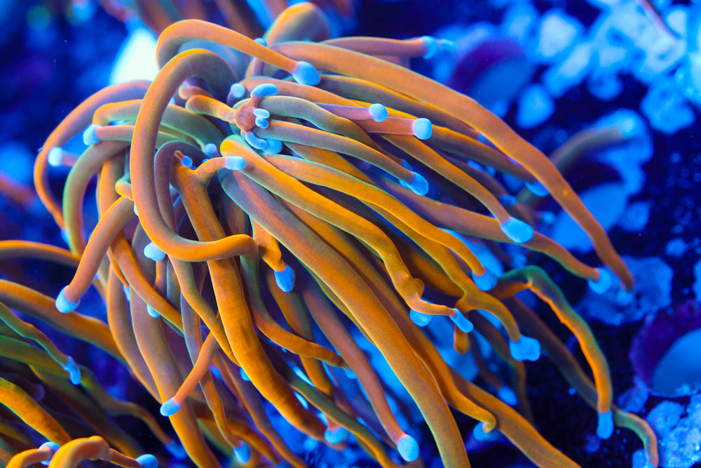 CV Dragon Tamer Torch