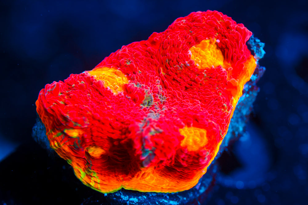 CB Flaming Bugatti Chalice 2