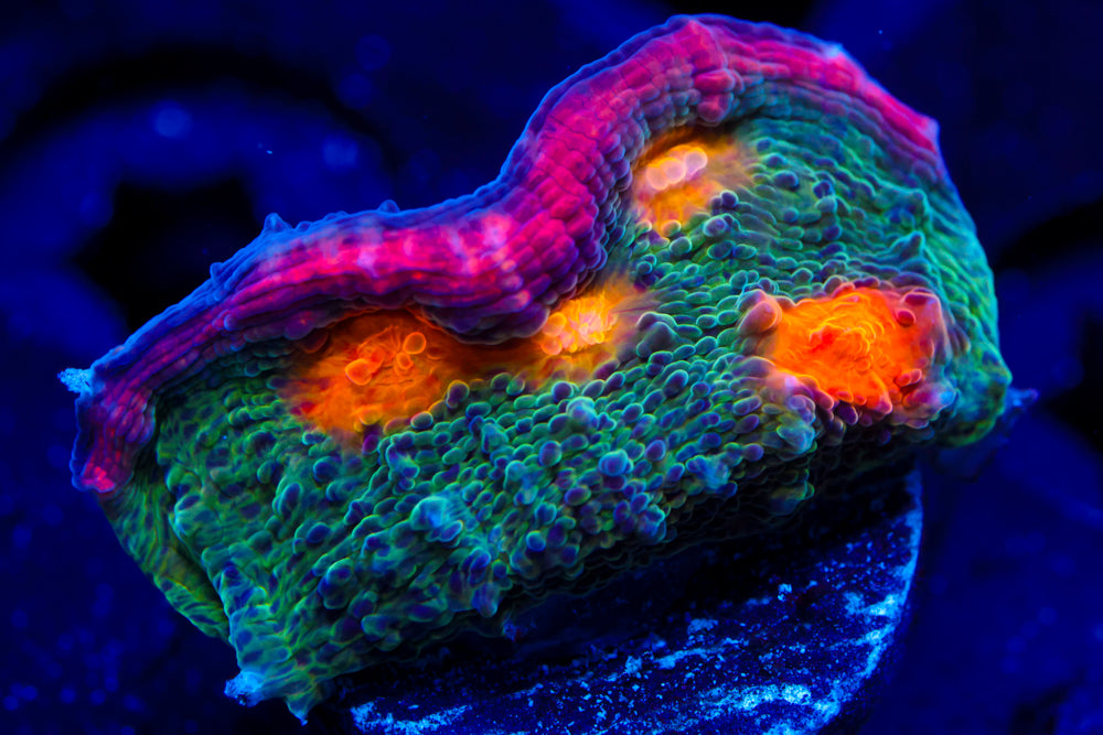 Rainbow Jewel Chalice 1 (collector)