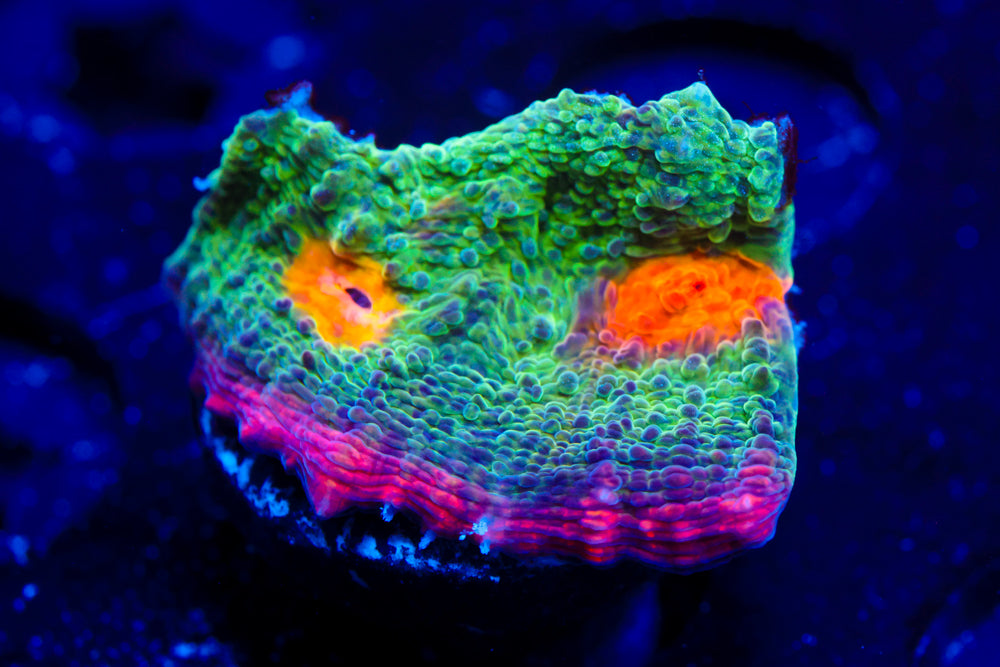 Rainbow Jewel Chalice 2 (collector)