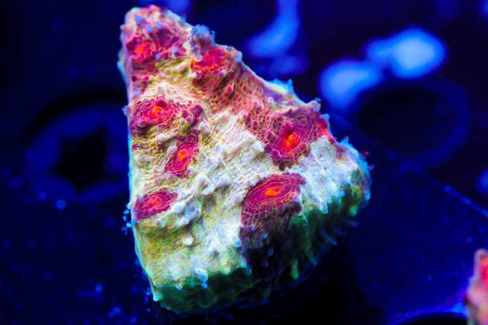 CV Deep Dish Chalice 1