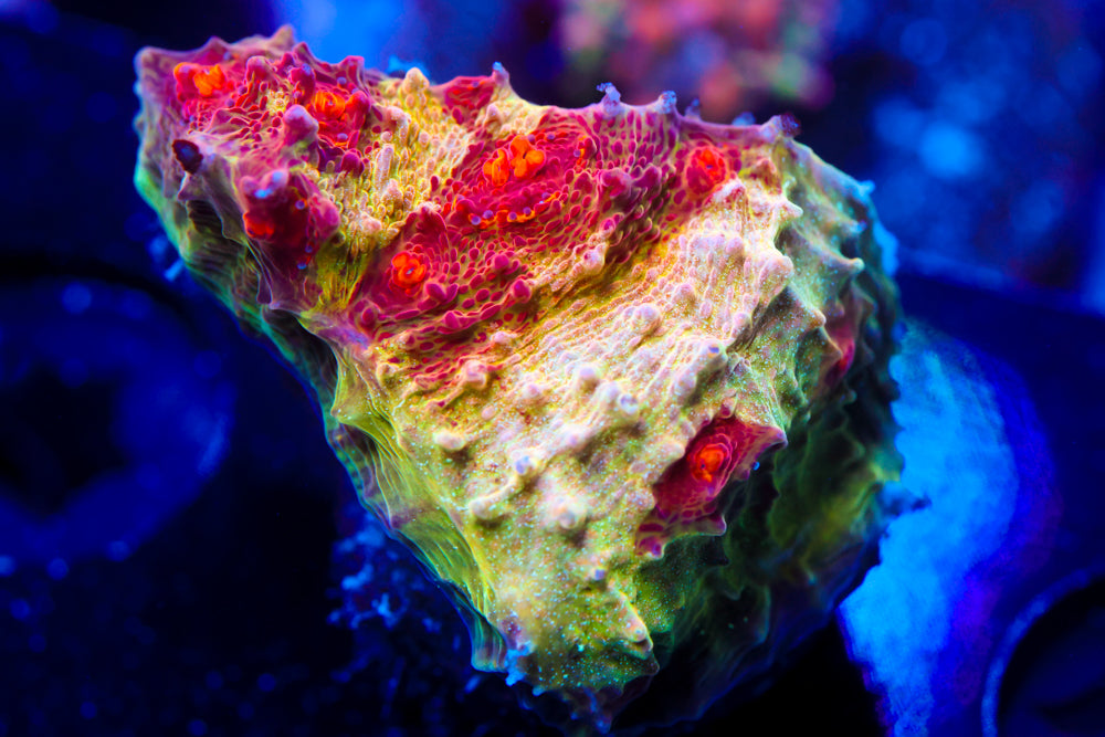 CV Deep Dish Chalice 2