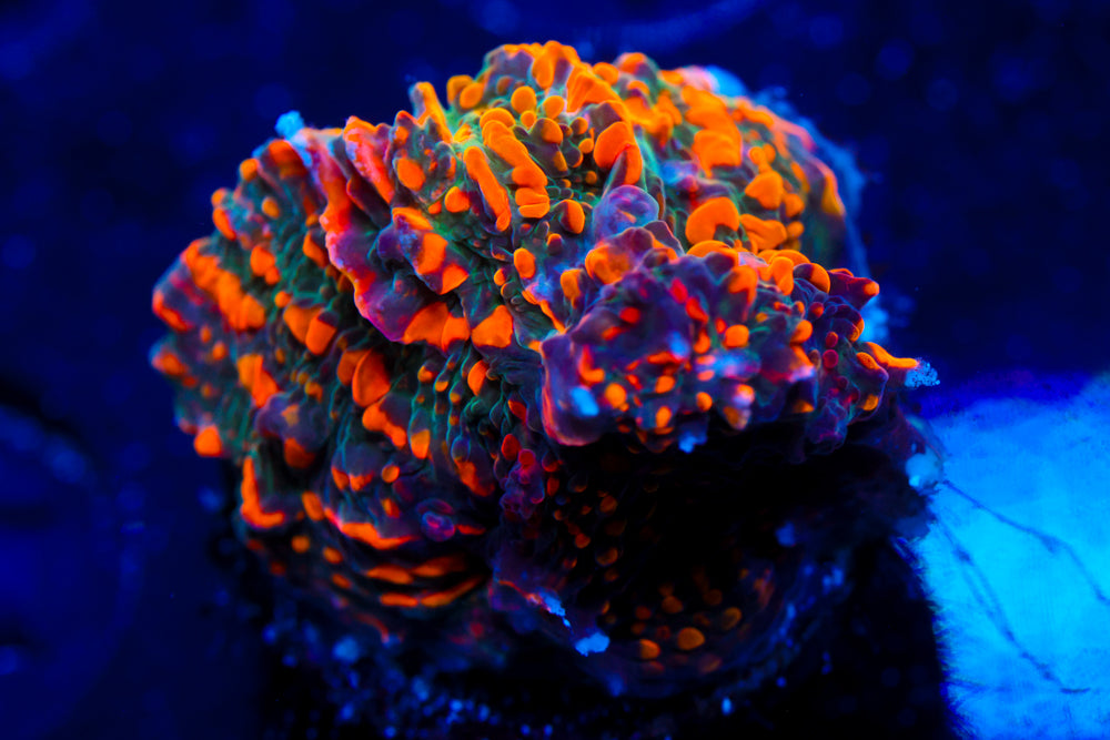 Cloudberry Chalice 1