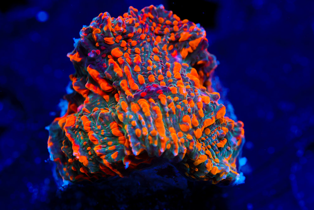 Cloudberry Chalice 2