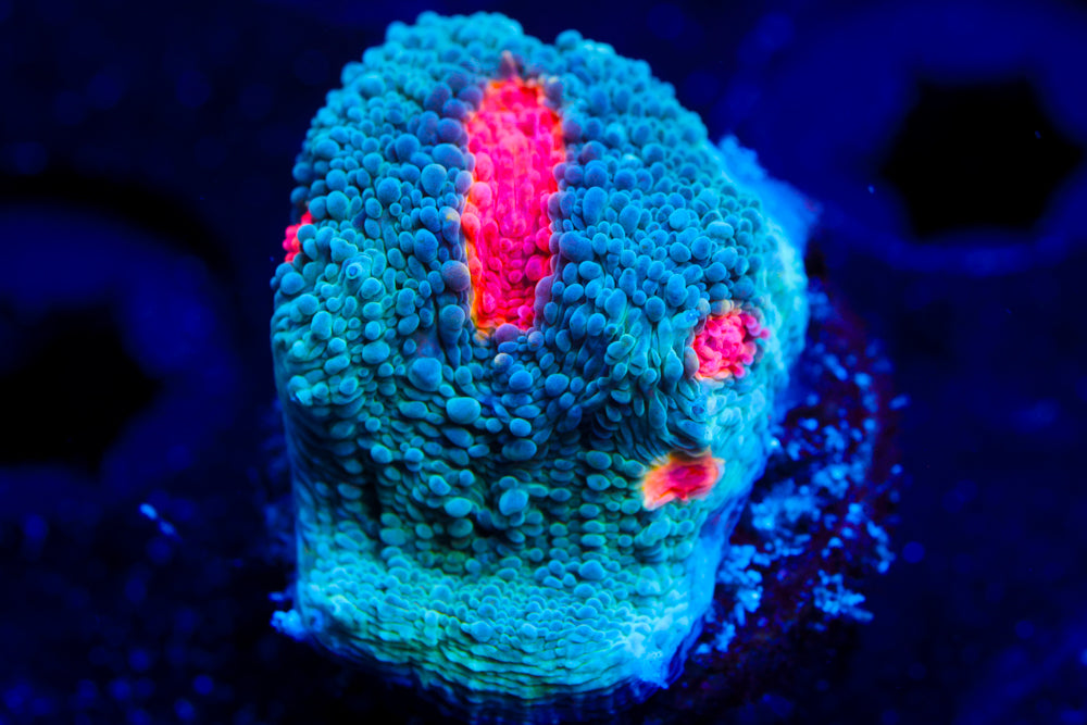 Miami Hurricane Chalice