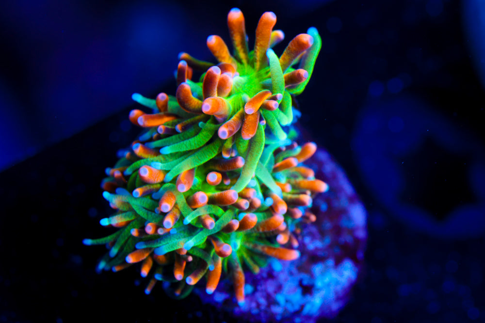 Marigold Galaxea
