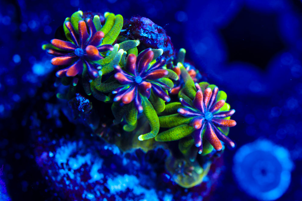 Sonic the Hedgehog Galaxea 1