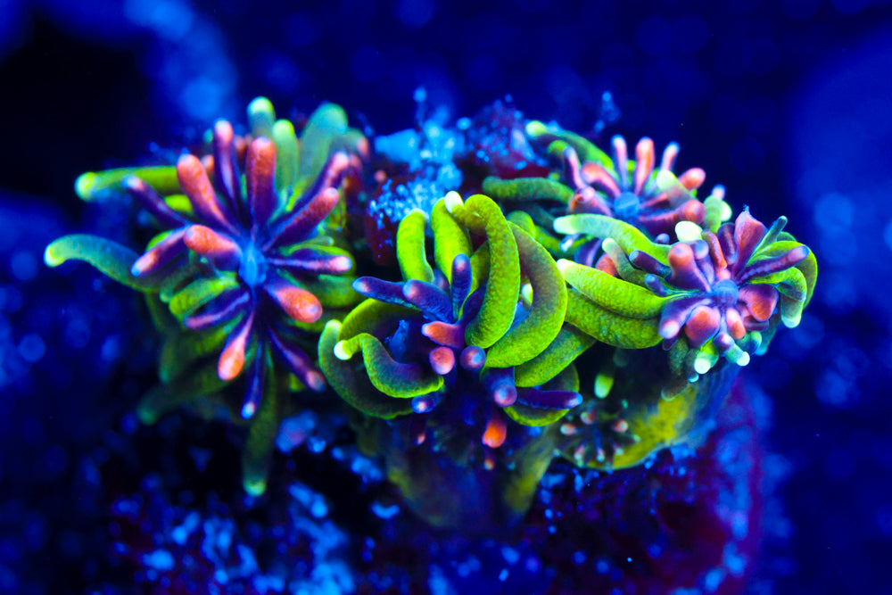 Sonic the Hedgehog Galaxea 2