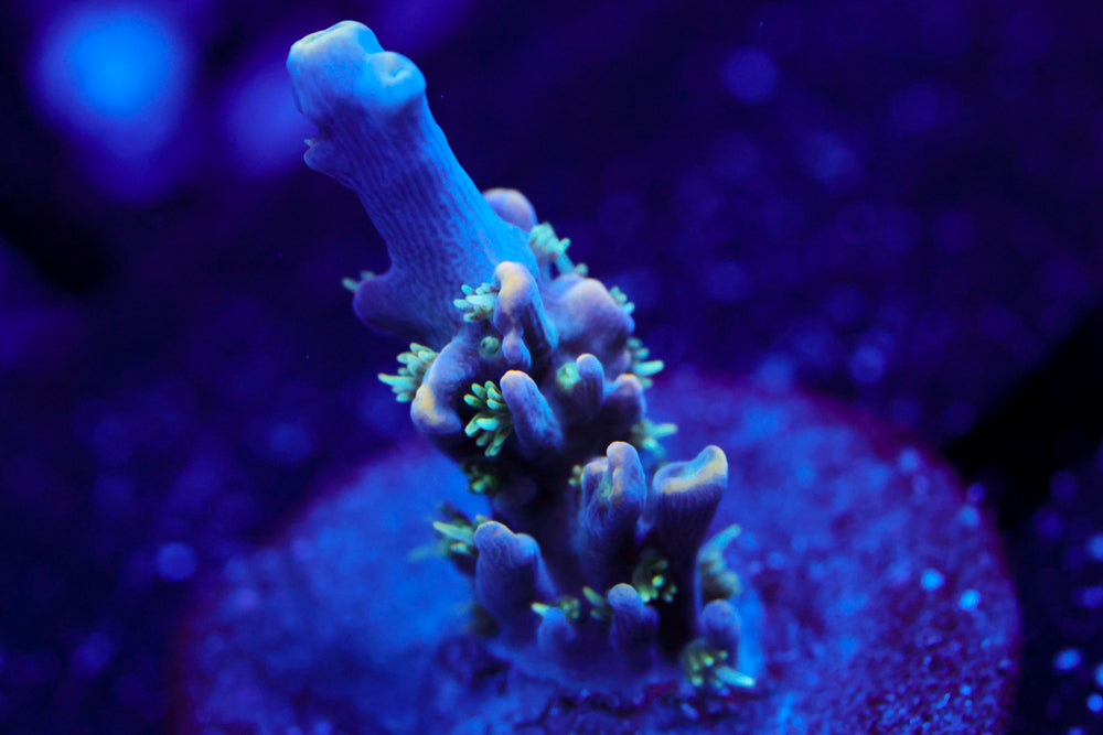 CC Ultra Voilet Acro 1