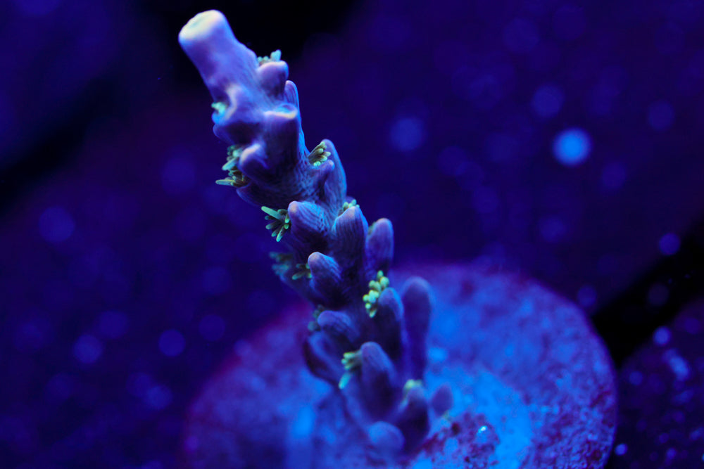 CC Ultra Voilet Acro 2