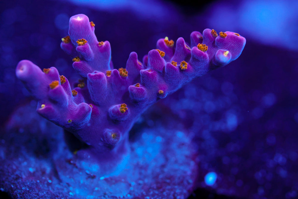 ARC Fireworks Acro 1