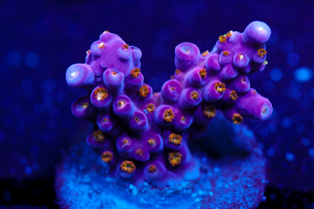 ARC Fireworks Acro 2