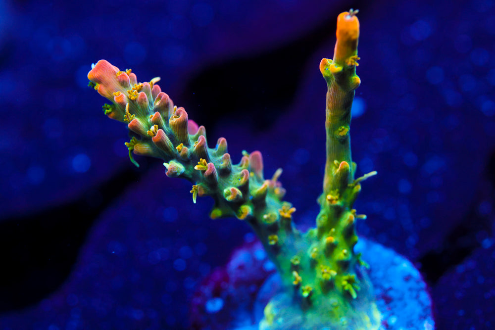 CC Voodoo Magic Acro 1