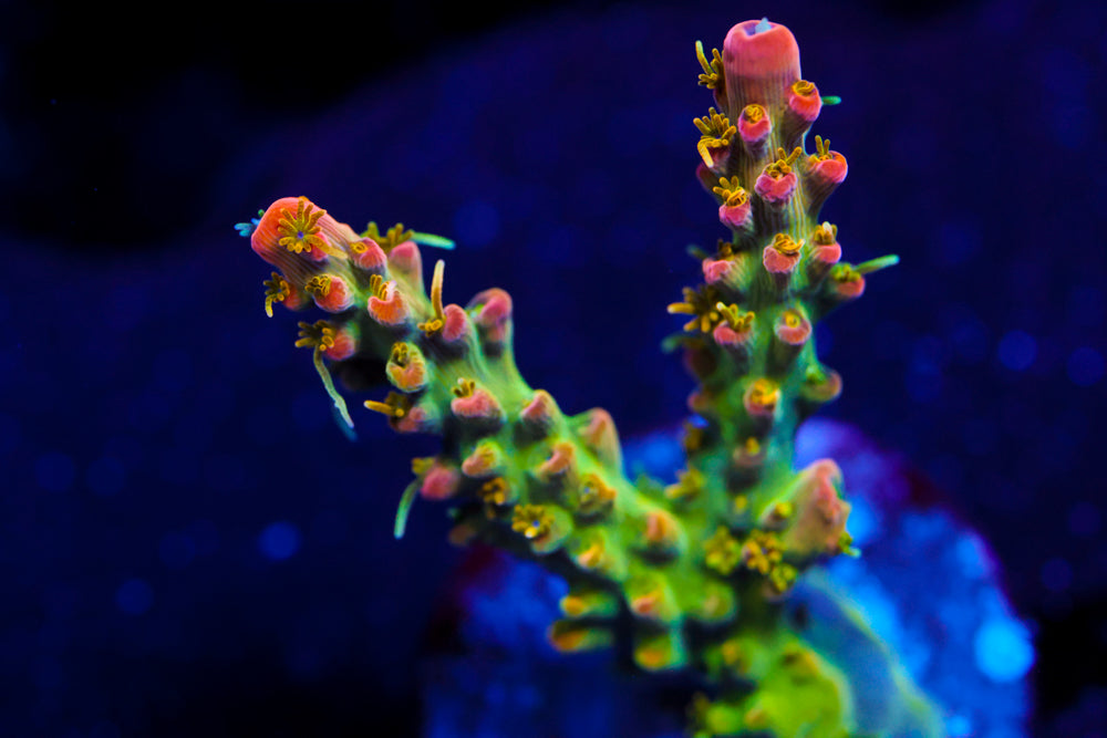 CC Voodoo Magic Acro 2