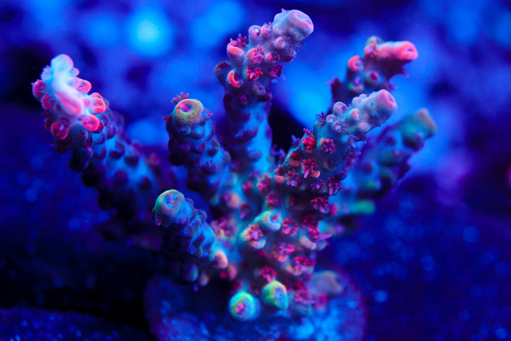 CB Maleficent Acro 1