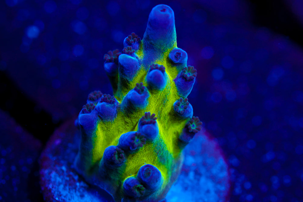 Nicks Purple Passion Acro 1