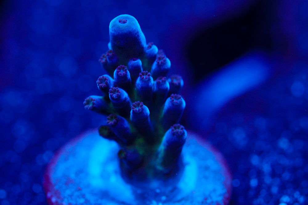 Nicks Purple Passion Acro 2