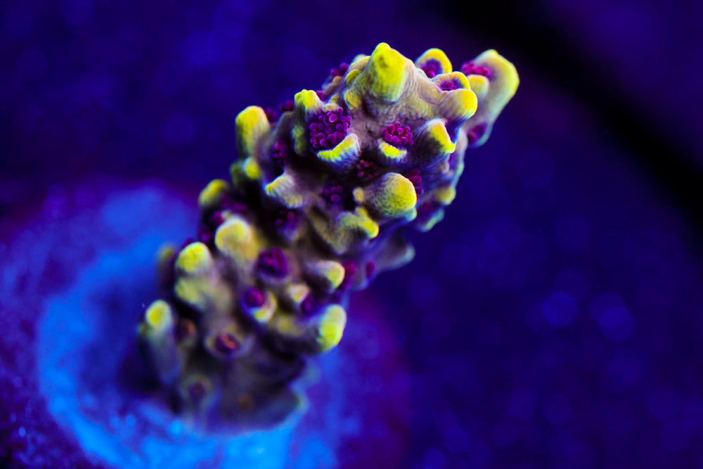 CV Crab Rangoon Acro 1