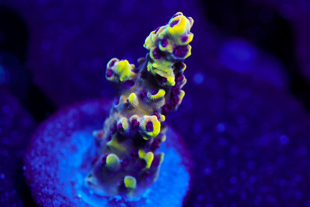 CV Crab Rangoon Acro 2