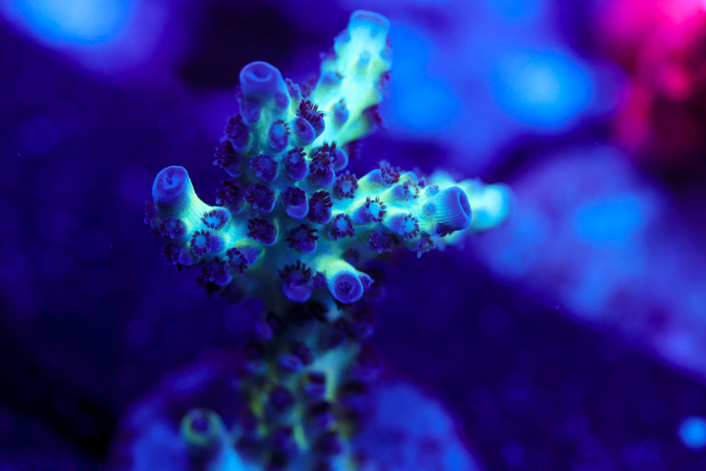 ORA Pearl Berry Acro 1