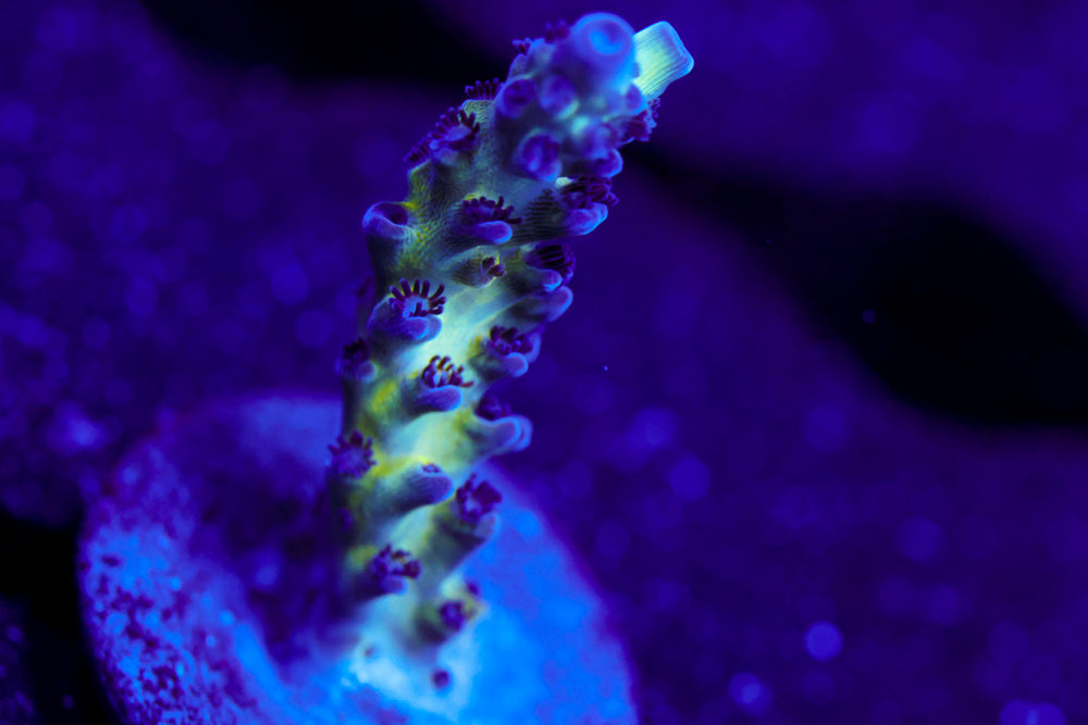 ORA Pearl Berry Acro 2