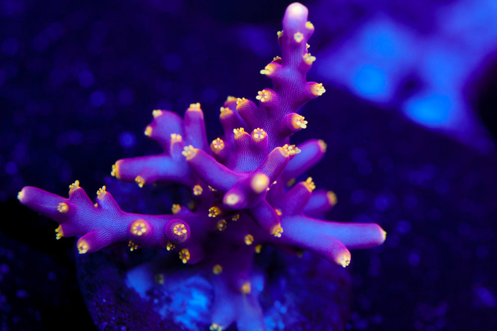 WWC Little Red Ferrari Acro 1