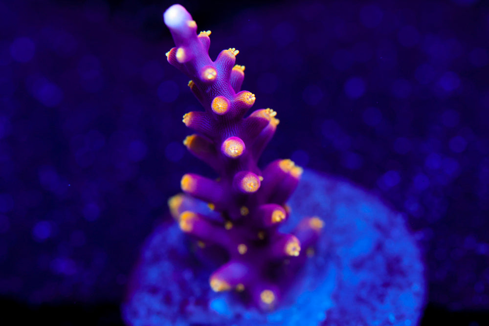 WWC Little Red Ferrari Acro 2