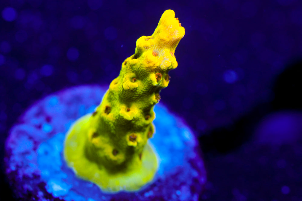 Inland Cyclops Acro 1