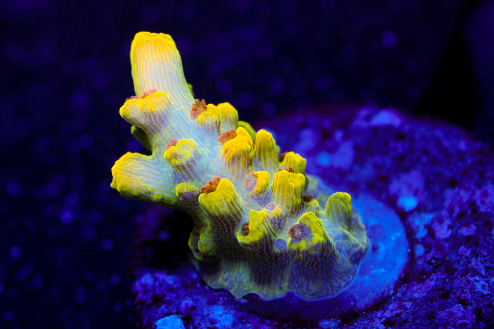 Inland Cyclops Acro 2