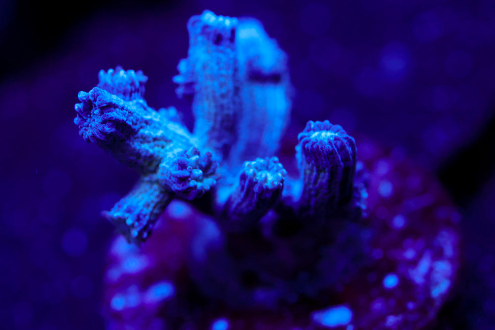 Branching Cyphastrea 2