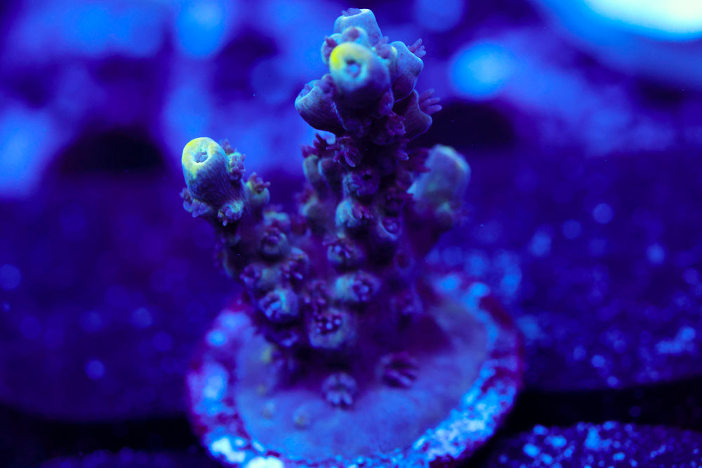 GB Sugar Coated Acro 1