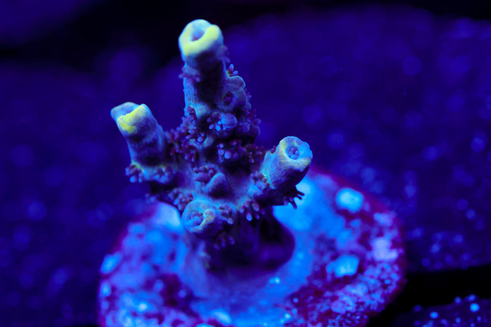 GB Sugar Coated Acro 2