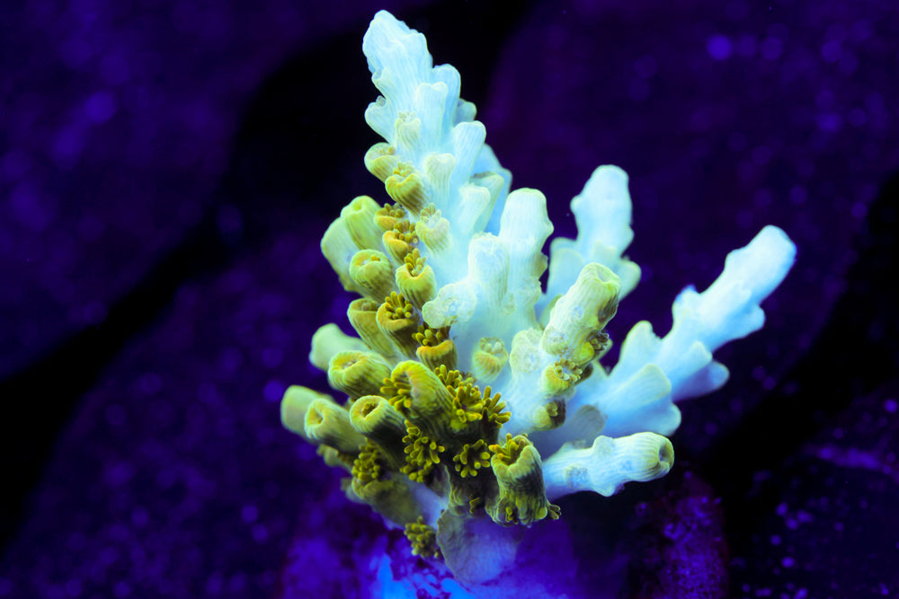 TSA Bill Murray Acro