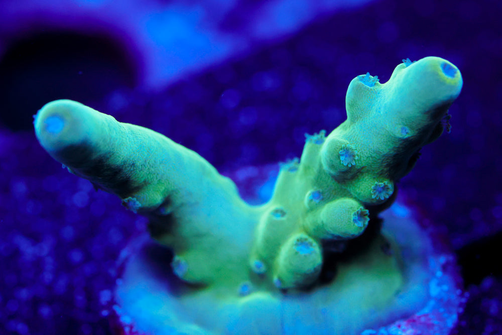 WWC Blue Thunder Acro 1