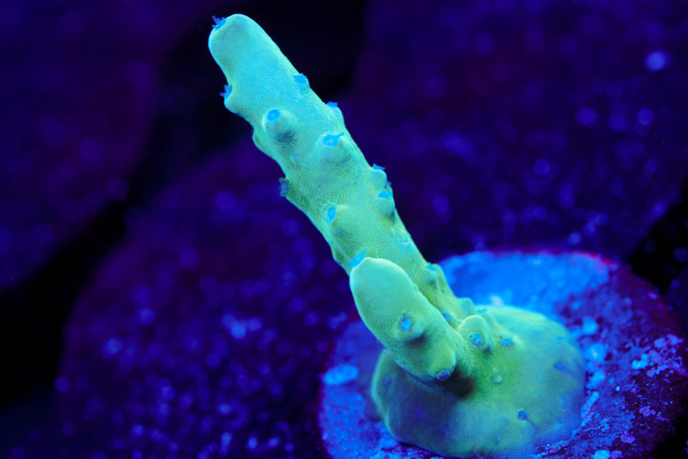 WWC Blue Thunder Acro 2