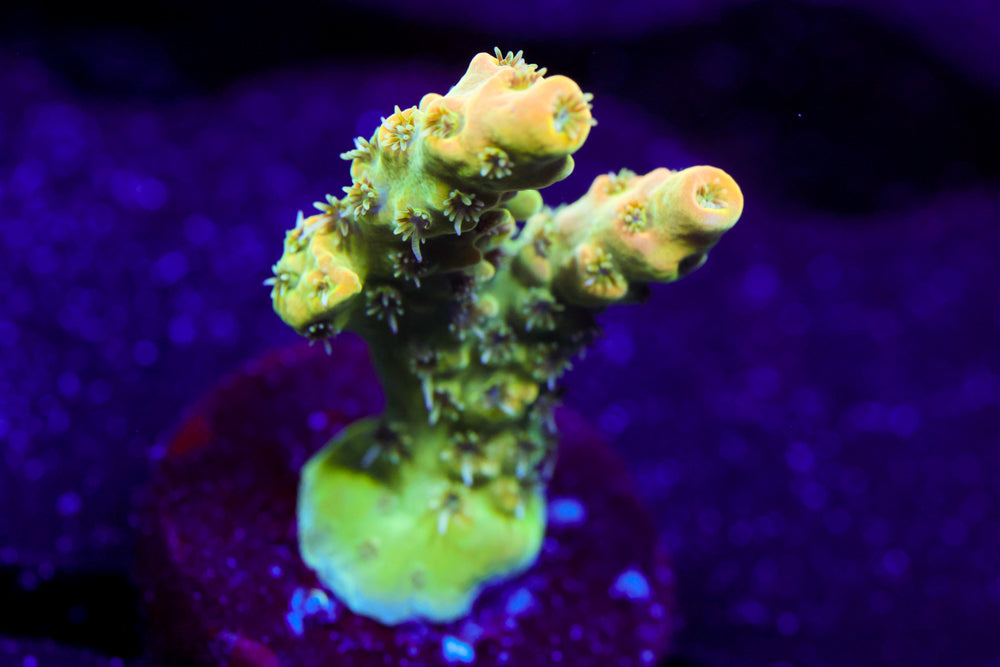 TSA Dan Aykroyd Acro 1