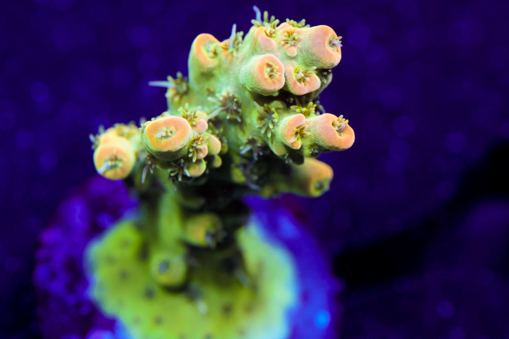 TSA Dan Aykroyd Acro 2