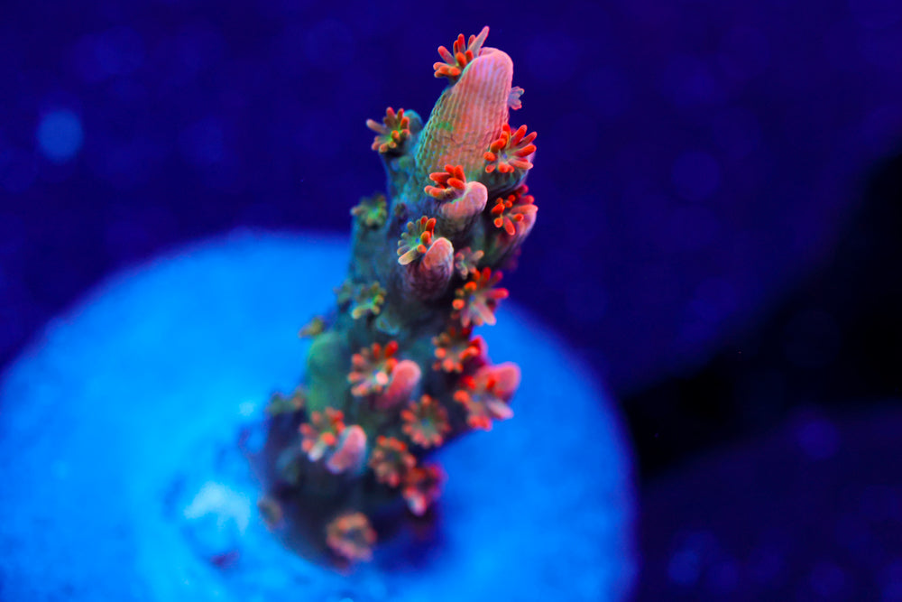 BC Frankenberry Acro 1