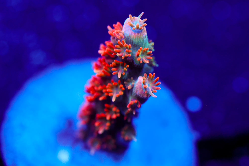 BC Frankenberry Acro 2