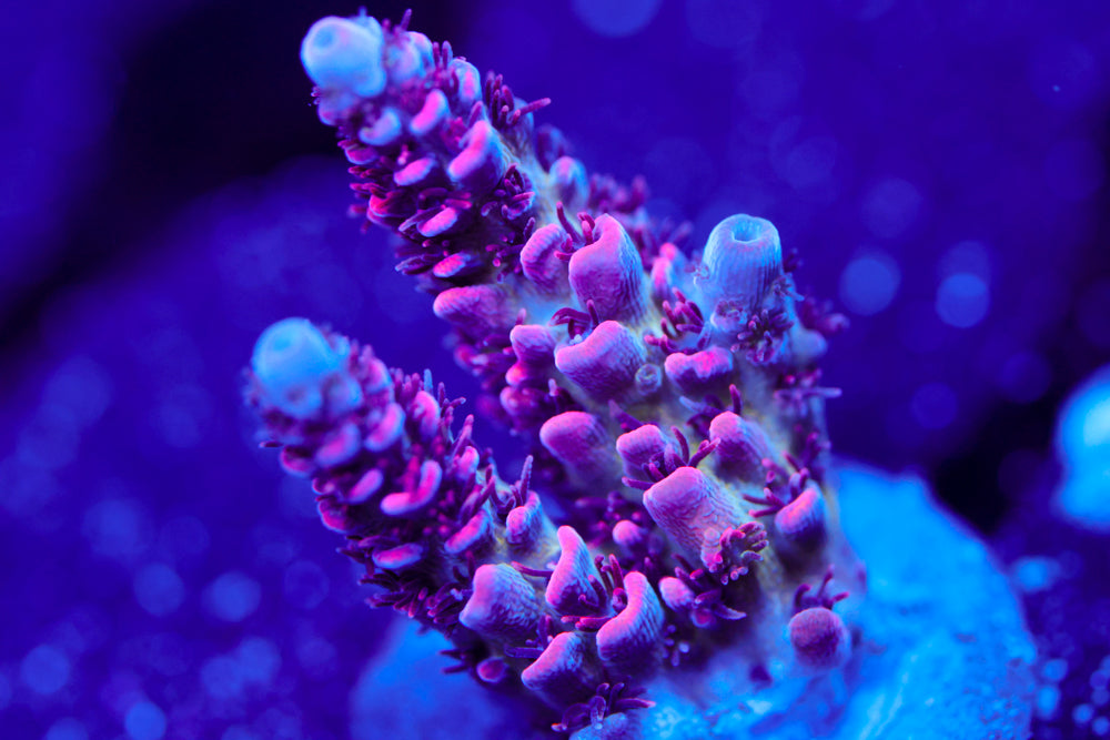 TSA Princess Peach Acro