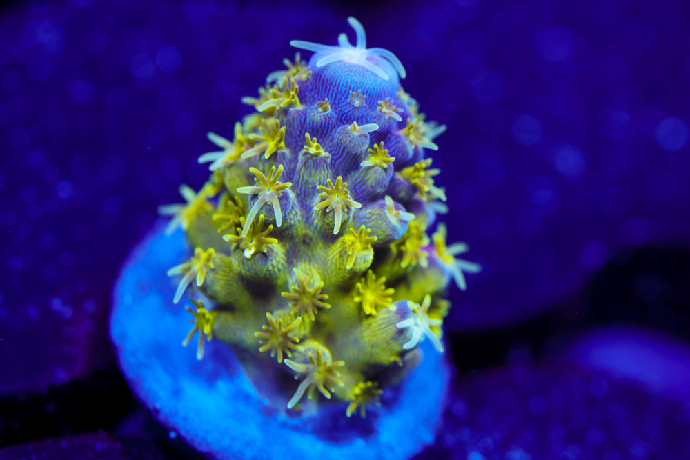 CV Rainbow Venom Acro